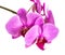 Orchids on isolated background. beautiful flower branches orchids.