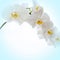 Orchids on light background