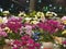Orchids of many colors, spectacular beauty Flower Market Tet Lunar New Year 2020