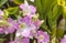 Orchids,orchids purple ,orchids purple