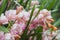 Orchids over a blur background with bokeh