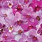 Orchids Pattern Seamless Flower Background