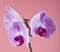 Orchids on a pink background