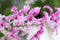 Orchids pink dendrobium blooming with water dropsin nature garden outdoor background