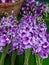 Orchids, pink, purple, white, hedge. Arrange to arrange for customers to use.