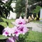 Orchids planted in the garden, ornamental plants