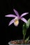 Orchids pleione isolated on black