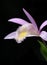 Orchids pleione isolated on black