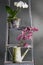 Orchids in pots on a metal stepladder