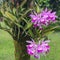 Orchids in The Princeville Botanical Gardens, Kauai, Hawaii. USA