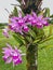 Orchids in The Princeville Botanical Gardens, Kauai, Hawaii. USA