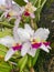 Orchids in The Princeville Botanical Gardens, Kauai, Hawaii. USA
