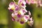 Orchids purple Is considered the queen of flowers in Thailand