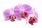 Orchids, purple Phalaenopsis on a white background