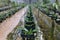 The orchids seedlings in basket in nursery greenhouse