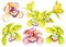 Orchids, Tropical pink and yellow flowers set, isolated background, watercolor botanical illustration, jungle flora