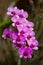 Orchids violet beautiful bouquet