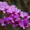 Orchids violet beautiful bouquet