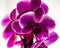 Orchids with violet color