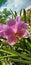 orchids, violet, lavender flower, garden, petals, taken in Pinamalayan Philippines