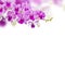 Orchids on white background