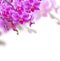 Orchids on white background