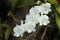 Orchids white beautiful bouquet