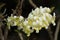 Orchids yellow beautiful bouquet