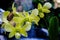 Orchids with yellow-green petals