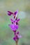 Orchis anatolica, Anatolian orchid, wild