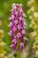 Orchis anthropophora x Orchis italica a perennial wild herbaceous plant belonging to the family Orchidace