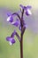 Orchis champagneuxii the green-winged or green-veined orchid delicate purple wild orchid with white lip that grows in large groups