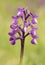 Orchis champagneuxii small wild orchid bluish purple spring color green grass meadow blurred background