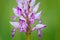 Orchis militaris