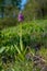 Orchis militaris, Grasslands near MiechÃ³w