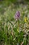 Orchis militaris, Grasslands near MiechÃ³w