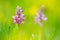 Orchis militaris, military orchid, flowering European terrestrial wild orchid in nature habitat, detail of bloom, green clear back