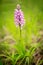 Orchis militaris, military orchid, flowering European terrestrial wild orchid in nature habitat, detail of bloom, green clear back