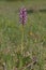 Orchis Militaris is a purple orchid in a meadow.