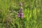 Orchis Militaris is a purple orchid in a meadow