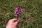 Orchis Militaris - Purple orchid on a Meadow. Rare, endangered species.