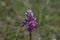 Orchis Militaris - Purple orchid on a Meadow. Rare, endangered species.