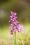 Orchis morio. Free nature. Beautiful picture. Orchid of the Czech Republic.