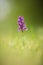 Orchis morio. Free nature. Beautiful picture. Orchid of the Czech Republic.