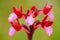 Orchis papilionacea, Pink Butterfly Orchid, Gargano in Italy. Flowering European terrestrial wild orchid, nature habitat. Beautifu