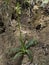 Orchis provincialis, the Provence orchid. Pale yellow wild flower, whole plant with leaves.