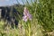 Orchis scopulorum beutiful mountains orchid flowers blooming on Madeira island, Portugal