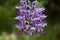 Orchis simia, commonly known as the monkey orchid