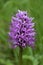 Orchis simia, commonly known as the monkey orchid,