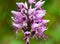 Orchis simia, commonly known as the monkey orchid